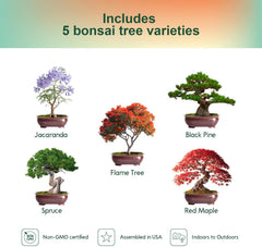 5 Pack Bonsai Tree Kit with Complete Tools, 5X Unique Seeds Bonzai Tree Live Kits, Complete Indoor Bonsai Starter Kit with Wooden Box, Perfect Christmas Garden Gift for Mom, Men, Women, Plant Lover